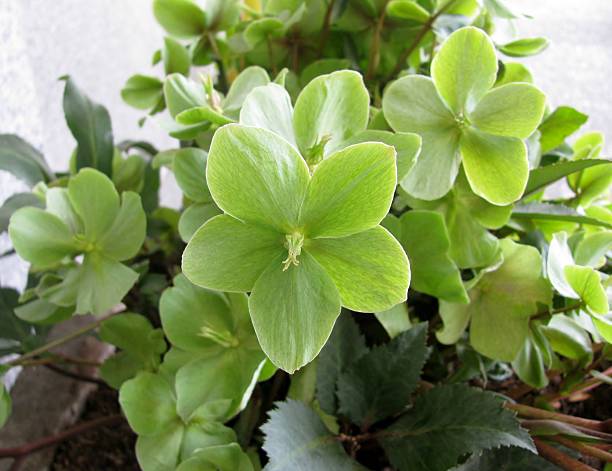 istock Green Hellebore flowers, Helleborus argutifolius 520802428