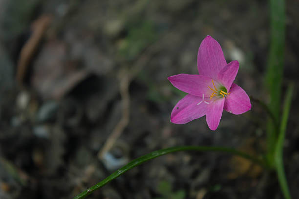 Rain lily, Zephyranthes rosea Rain lily, Zephyranthes rosea zephyranthes rosea stock pictures, royalty-free photos & images
