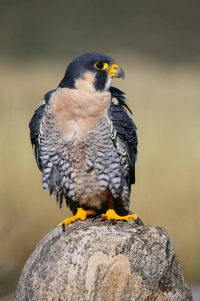 istock Peregrine falcon sitting on a rock 520804015