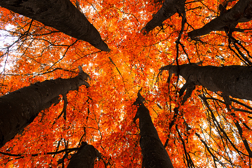 Autumn window