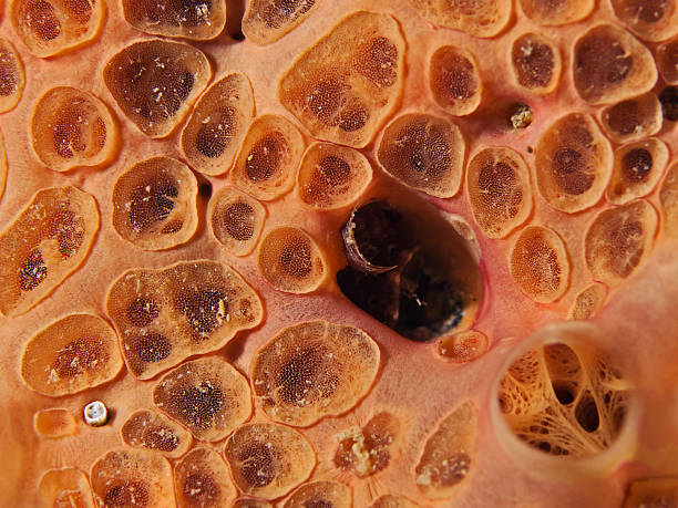 istock Crater sponge, Schleimiger Krustenschwamm (Hemimycale columella) 520804737