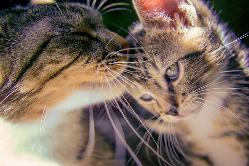 Tabby kitten with mother cat