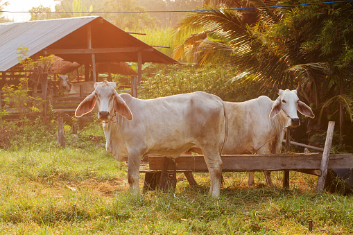 Thai cows in field at Thailand 