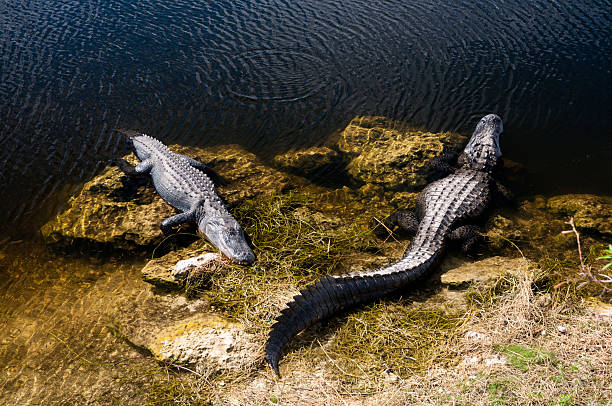 istock Alligators in Everglades National Park 520805489
