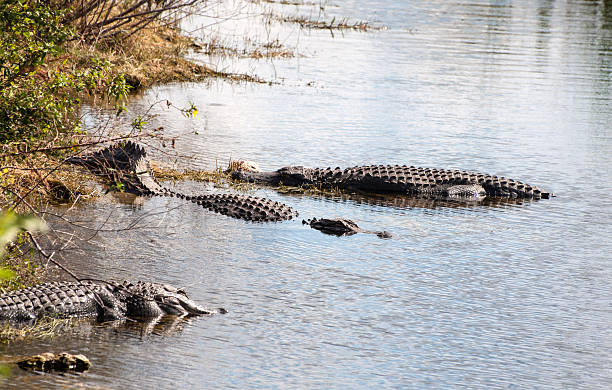 istock Alligators in Everglades National Park 520805491