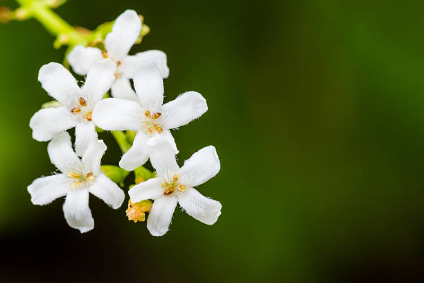 A vertical branch of spirea is adorned with small white blossoms, standing out against a soft, neutral background. The delicate flowers and green leaves create a graceful composition that captures the quiet beauty of spring in bloom.