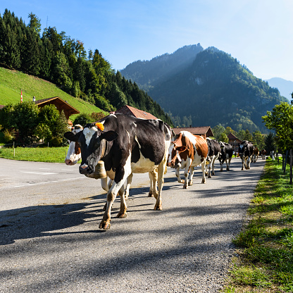 Cows on the annual transhumance at Charmey near Gruyeres, Fribourg zone on the Swiss alps