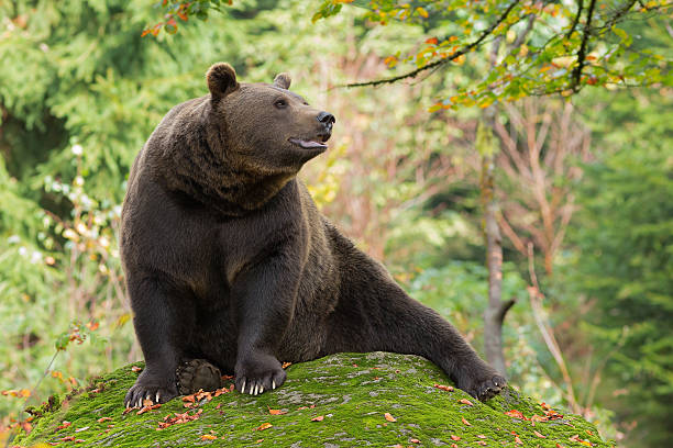 istock Brown Bear in the Bavarian forest. 520806013