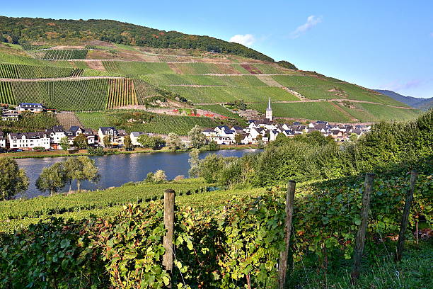 istock Vineyards on the Moselle 520806059