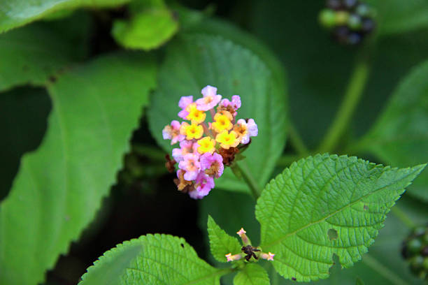 istock Indonesia: Flowers in the Rainforest 520806153