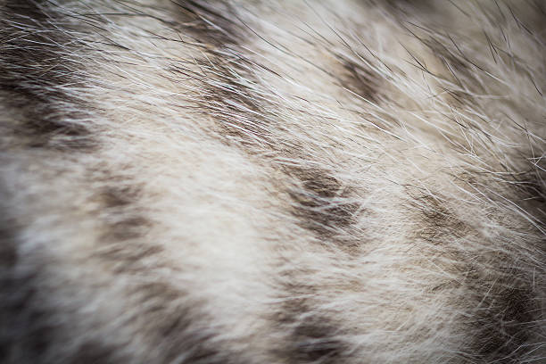 istock Close up picture  the cat fur background 520806348