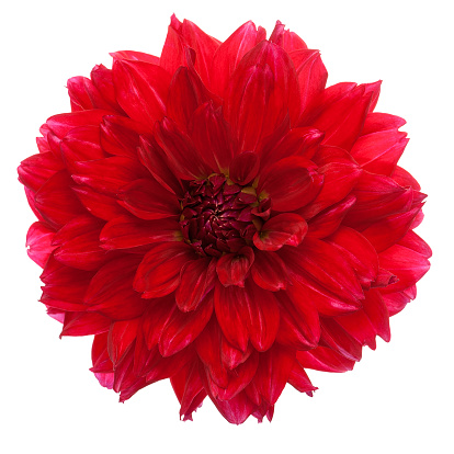 Close-up of beautiful red dahlia isolated on a white background.