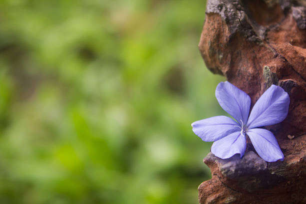 istock Beautiful Plumbago flower background (leadworth flower) 520806567