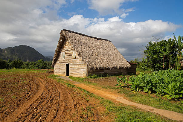 istock Barn for air-curing of tobacco 520806733