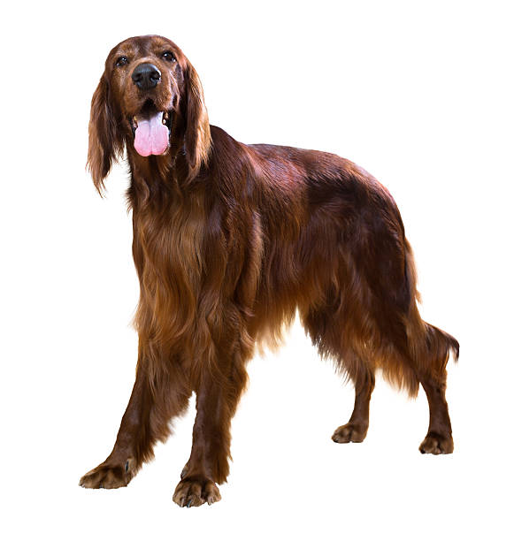 istock male red irish Setter 520807187