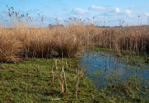 istock Closeup of a swampy area. 520807277