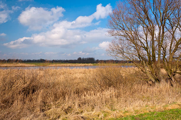 istock Bare tree and a colorful Dutch landscape 520807281
