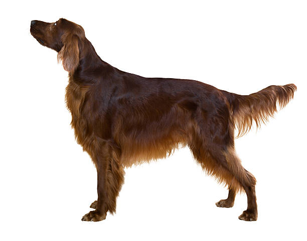 Side view of standing male red irish Setter Side view of standing male red irish Setter, isolated on white irish setter stock pictures, royalty-free photos & images
