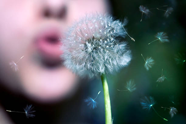 scaccia pensieri - women dandelion freedom nature 뉴스 사진 이미지