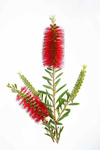 Red bottle brush flowers isolated on white background Australian native Red bottle brush flowers isolated on white background red flower trees callistemon citrinus stock pictures, royalty-free photos & images