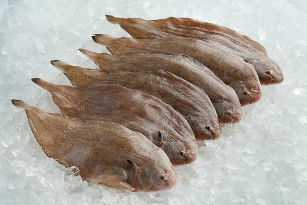 Fresh rawcommon sole fishes