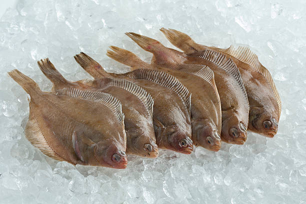 istock Fresh raw common dab fishes 520831314