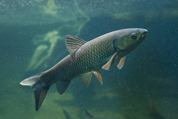 erba iscrizione alla carpa (ctenopharyngodon idella). - siberia river nature photograph foto e immagini stock