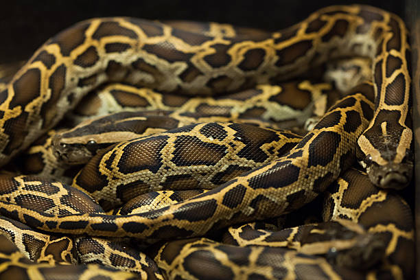 1.000+ Fotos, Bilder und lizenzfreie Bilder zu Tigerpython - iStock
