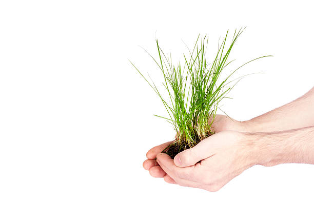 istock grass in the soil in female hands 520832292