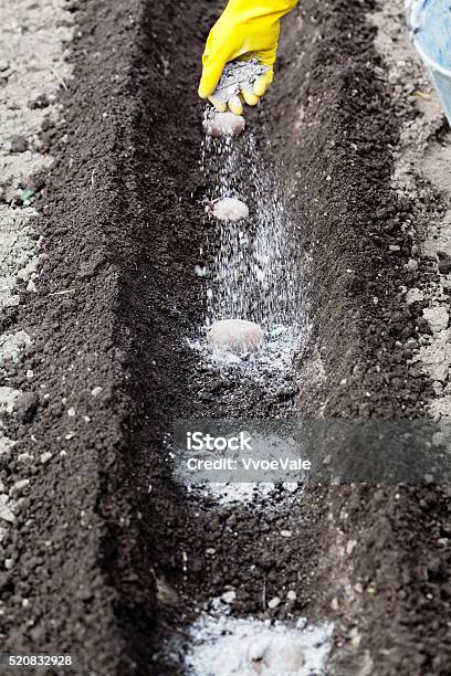 Farmer Fertilizes Seed Potatoes In Furrow Stock Photo - Download Image Now - Agricultural Field, Agriculture, Bud
