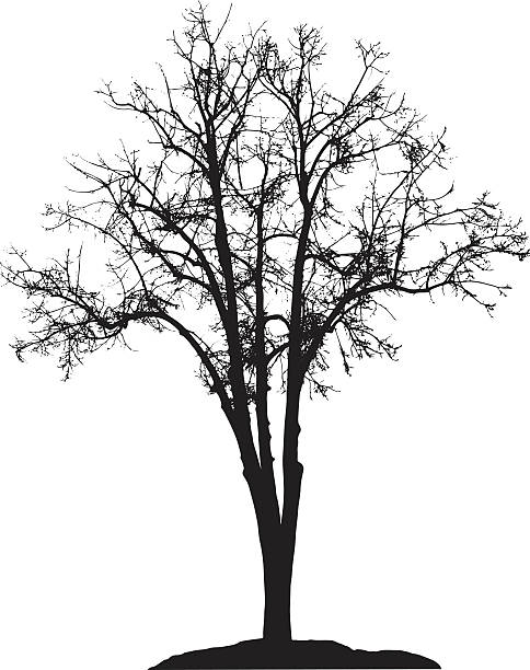 illustrazioni stock, clip art, cartoni animati e icone di tendenza di silhouette di albero - tree silhouette elm tree vector