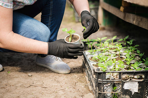 istock girl, greenhouse, seedlings, seedling vegetables 520835180