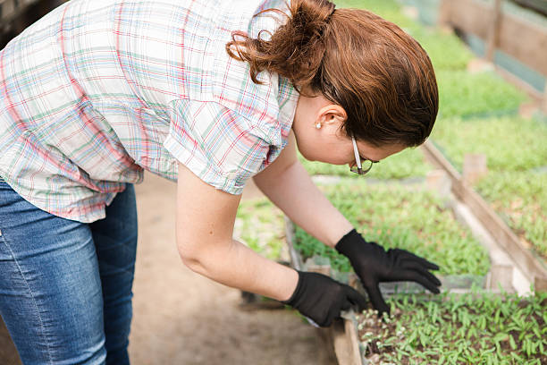 istock girl, greenhouse, seedlings, seedling vegetables 520835348