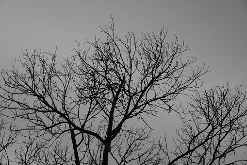tree and branches silhouette.