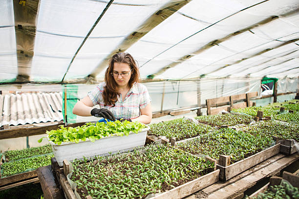 istock girl, greenhouse, seedlings, seedling vegetables 520835896