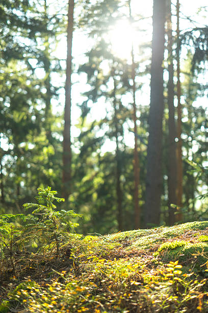 istock Calm Tranquil Forest Scene 520835980