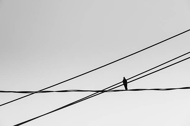 istock Birds on electric wires b/w filter siluate 520836048