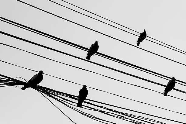 istock Birds on electric wires b/w filter siluate 520836088