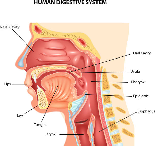 Ilustración de dibujos animados sistema digestivo humano - ilustración de arte vectorial