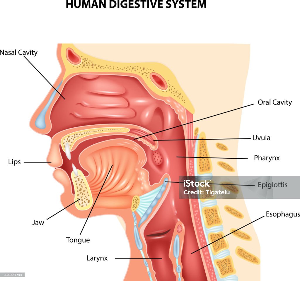 Cartoon illustration of Human Digestive System Illustration of Human Digestive System Pharynx stock vector