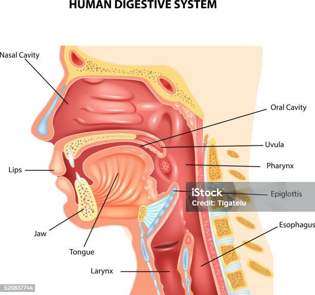 Cartoon Illustration Of Human Digestive System Stock Illustration - Download Image Now - Pharynx, Larynx, Nasal Cavity
