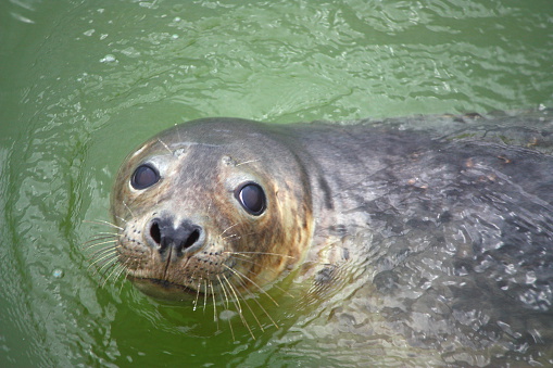 seal in the sea before the island of Terschelling Netherlands