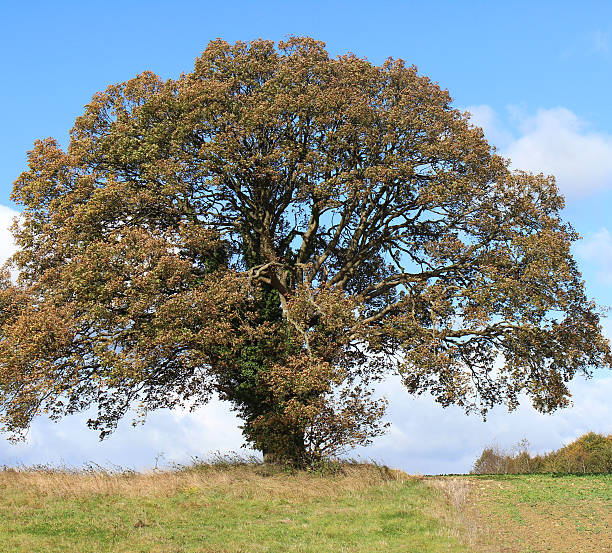istock Large sycamore tree in countryside field, autumn leaves / fall colours 520838191