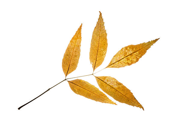 istock Isolated autumn european ash leaf 520838399