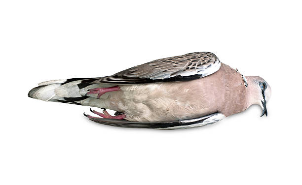 Dead bird (Spotted Dove) isolated on white background stock photo