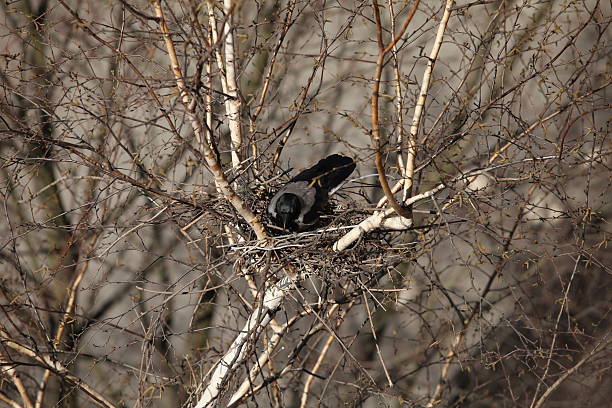 Crow sitting in a nest Raven  nest view from above close to crows nest stock pictures, royalty-free photos & images