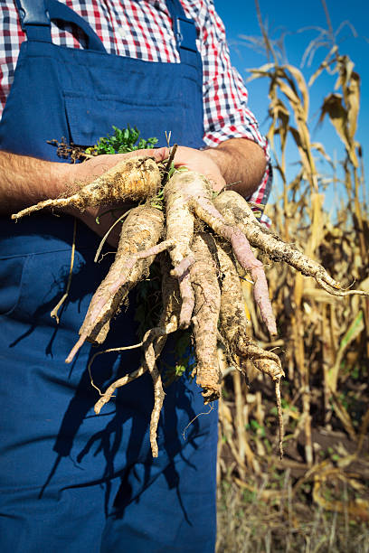 istock In this summer my crops are abundant 520839208