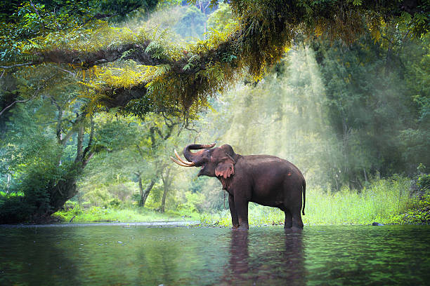 Wild elephant Wild elephant in the beautiful forest at Kanchanaburi province in Thailand, (with clipping path) jungle landscape stock pictures, royalty-free photos & images
