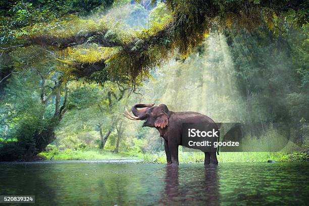 Wild Elephant Stock Photo - Download Image Now - Elephant, Animal, Thailand  - iStock