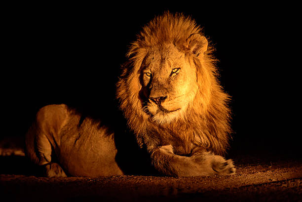 Handsome male lion discovered on a night safari stock photo